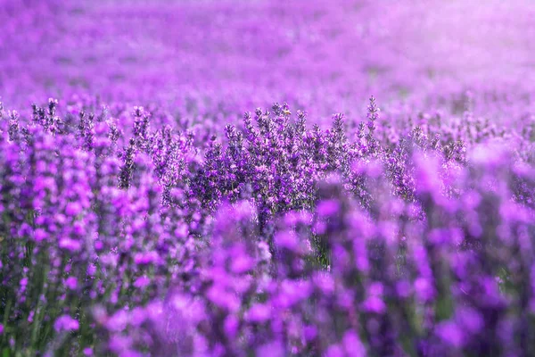 Lavender Manor Sunny Day Shot Xinjiang China — Stock Photo, Image