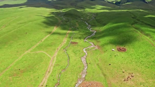 Vast grassland and horses in a fine day. — Stockvideo