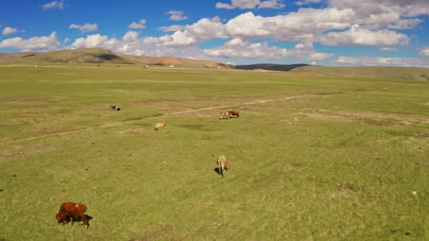 Rinder auf den Ebenen von Bayanbulak. — Stockvideo