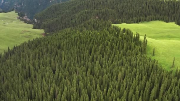 Árboles y pastizales están bajo nubes blancas. — Vídeos de Stock