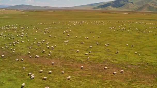 Bayinbuluku użytki zielone i owce w piękny dzień. — Wideo stockowe