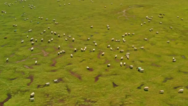 Bayinbuluku grassland and sheep in a fine day. — ストック動画
