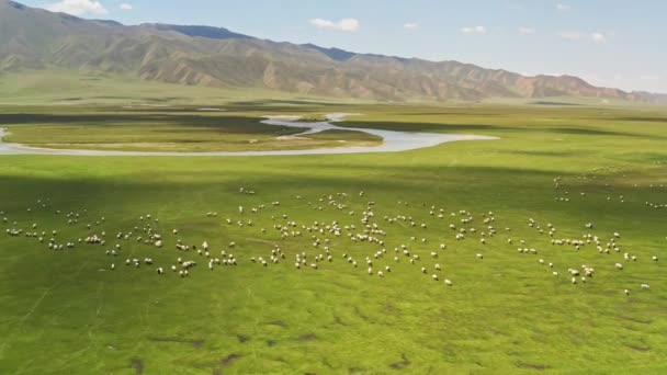 Bayinbuluke grasland en zwarte kop schapen in een zonnige dag. — Stockvideo