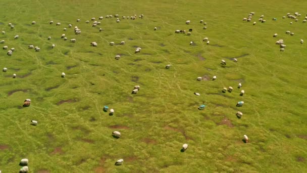 Bayinbuluku pâturages et moutons dans une belle journée. — Video