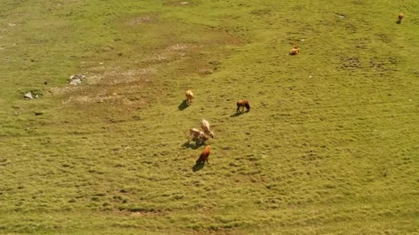 バヤンブラックの平野にある牛. — ストック動画
