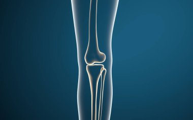 Bacak kemikleri ve dizler, üç boyutlu görüntüleme. Bilgisayar dijital çizimi.