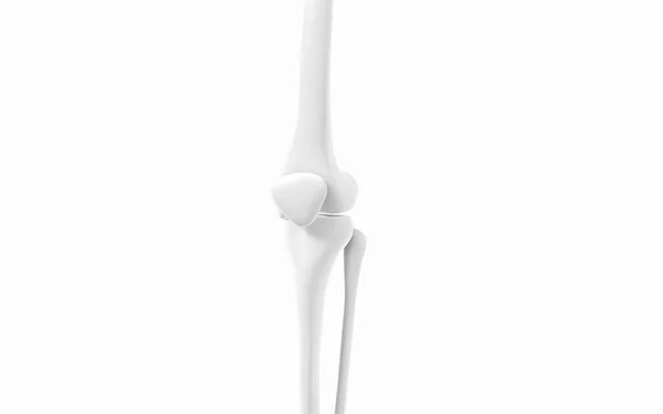 脚の骨と膝 3Dレンダリング コンピュータ デジタル ドローイング — ストック写真
