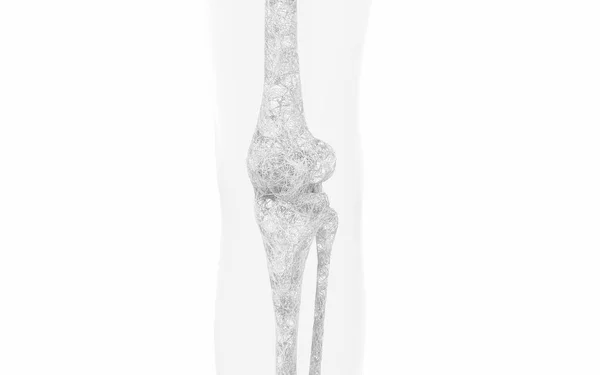 Leg Bones Knees Rendering Computer Digital Drawing — kuvapankkivalokuva