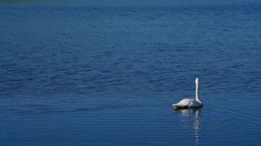 Kuğular gölde yüzüyor, Bayingol Moğol Özerk Bölgesi, Xinjiang, Çin.