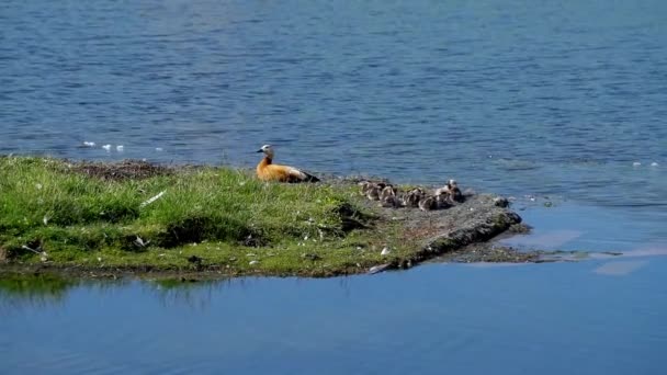 バイエンゴルの湖と牧草地モンゴル自治県 — ストック動画