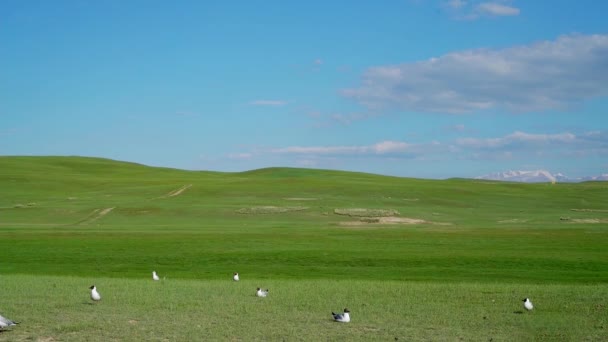 Łąki Ptaki Błękitnym Niebem Mongolskiej Prefekturze Autonomicznej Bajingol Chiny — Wideo stockowe