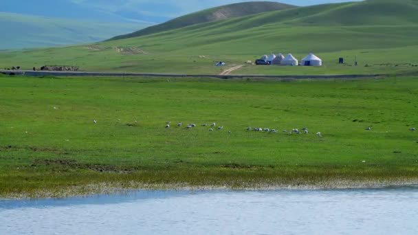 中国新疆维吾尔自治区拜仁戈尔蒙古自治区的湖泊和草地 — 图库视频影像