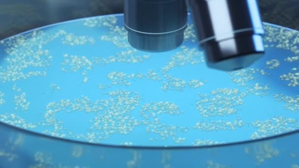 Petri Kabındaki Mikroplar Boyutlu — Stok video