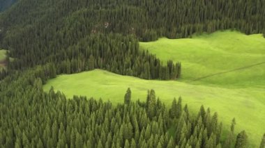 Ağaçlar ve çayırlar beyaz bulutların altında. Kalajun otlağında hava fotoğrafı, xinjiang, Çin.