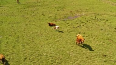 Bayanbulak ovalarında sığırlar.