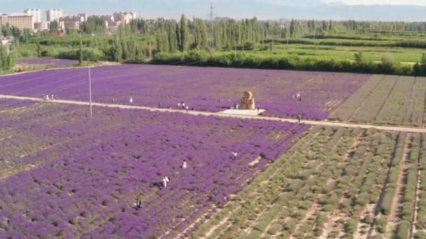 Лавандовое Поместье Солнечный День Аэрофотосъемка Yili Синьцзян Китай — стоковое видео