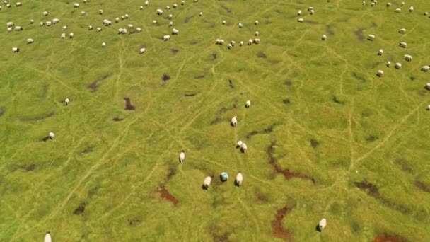 Bayinbuluku Grasland Und Schafe Einem Schönen Tag Luftaufnahme Bajinbuluke Grasland — Stockvideo
