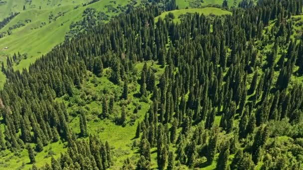 Nalati Grasland Met Blauwe Lucht Luchtfoto Nalati Grasland Xinjiang China — Stockvideo