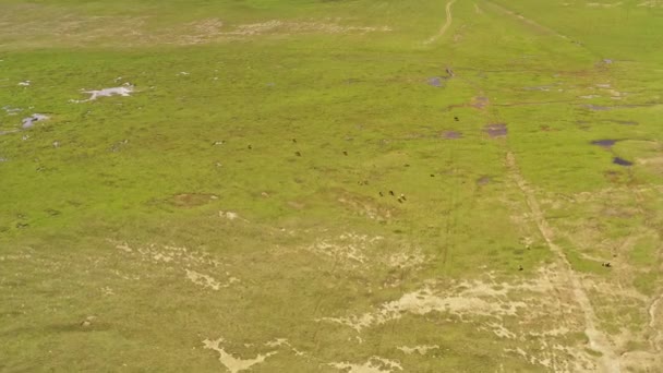 Βοοειδή Στις Πεδιάδες Του Μπαγιανμπούλακ Αεροφωτογραφία Στο Λιβάδι Bayinbuluke Xinjiang — Αρχείο Βίντεο