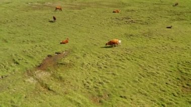 Bayanbulak ovalarında sığırlar.