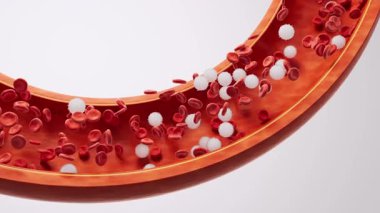 Kan damarlarında kırmızı kan hücreleri var..