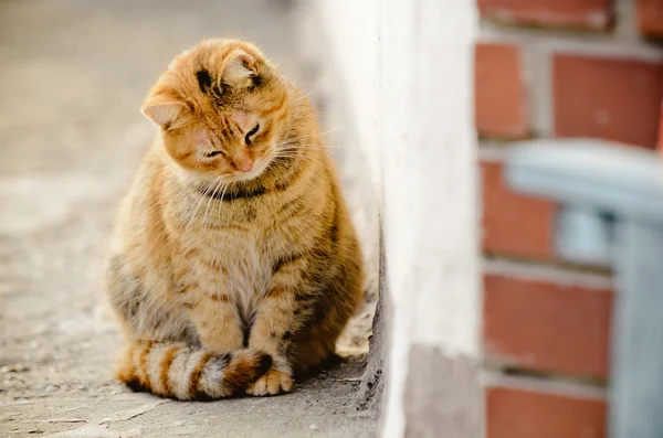 Brown domestic cat — Stock Photo, Image