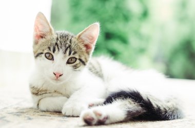 Şirin küçük kedi terasta rahatlayın