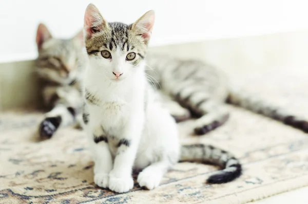 Lindo gatito sentado con su madre en el fondo — Foto de Stock