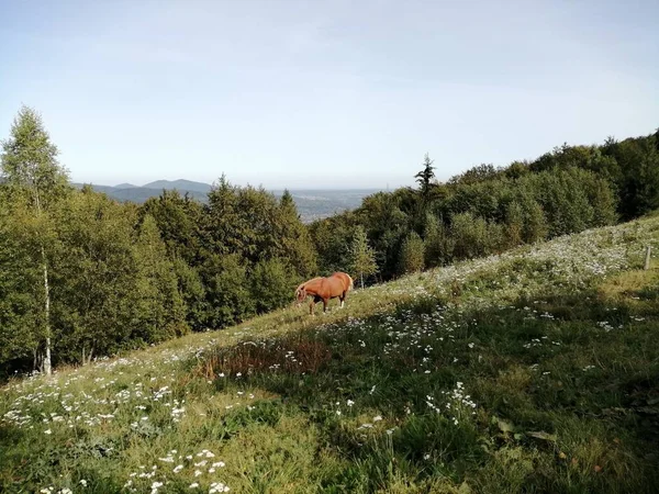 Pferd Den Bergen — Stockfoto