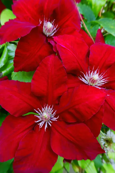 Clematis Rebbeca Couleur Rouge Trois Capitules Gros Plan Feuilles Vertes — Photo