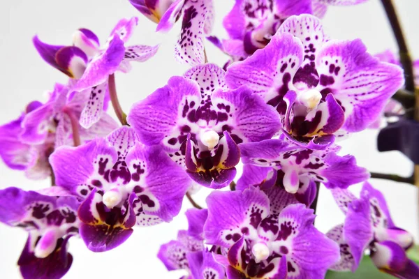 Spotted Miniature Phalaenopsis Orchid Flowers White Background Moth Orchid Original — Stock Photo, Image