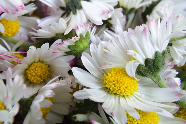 Bellis Perennis Daisy Flowers White Fine Petals Yellow Centers Macro — Stock Photo, Image