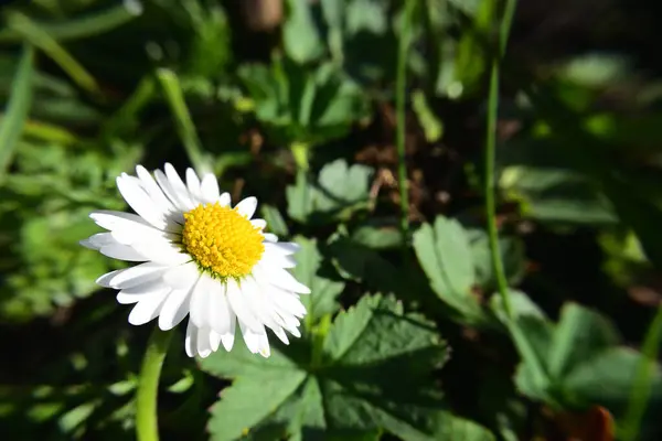 Ren Vit Tusensköna Blomma Bellis Perennis Full Sol Gräset Bakgrund — Stockfoto