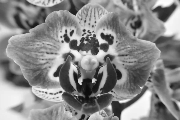 Flor Miniatura Manchada Orquídea Phalaenopsis Sobre Fondo Blanco Orquídea Polilla — Foto de Stock