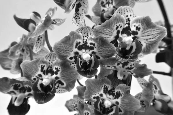 Flores Miniatura Manchadas Orchid Phalaenopsis Fundo Branco Orquídea Traça Com — Fotografia de Stock