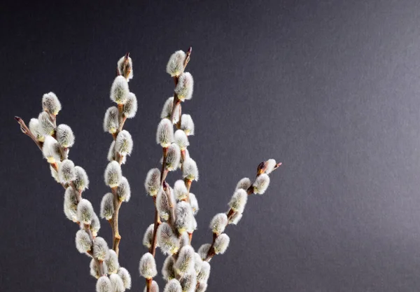 Siyah arkaplanda pofuduk yay tomurcukları ve sağ tarafta fotokopi alanı. Paskalya ve Bahar konsepti. Çiçek açma süreci