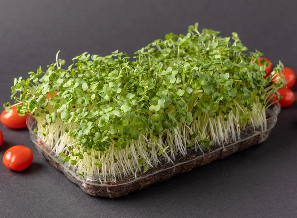 Siyah arka planda platik kutuda mikroyeşiller. Vejetaryen gıda konsepti.