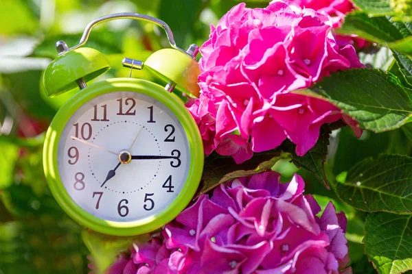 Der grüne Wecker in rosa Hortensienblüten zeigt 7.15 an. Zeit zum Aufbruch, frühmorgendliches Konzept — Stockfoto