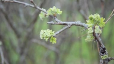 Young shoots with blooming leaves on the background of dry branches. The beginning of a new cycle in nature.