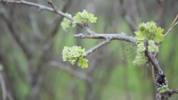 Young shoots with blooming leaves on the background of dry branches. The beginning of a new cycle in nature. — Vídeo de stock