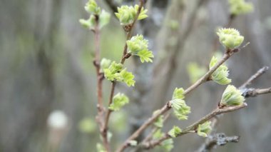 Young shoots with blooming leaves on the background of dry branches. The beginning of a new cycle in nature.