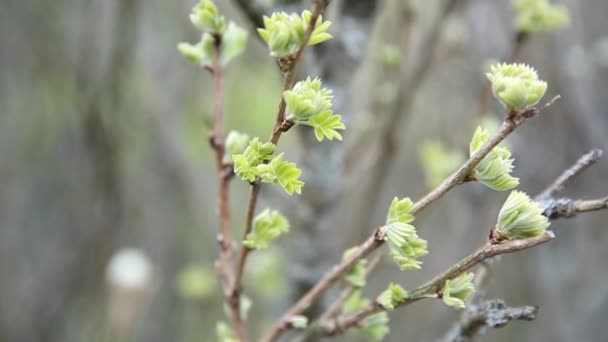 Young shoots with blooming leaves on the background of dry branches. The beginning of a new cycle in nature. — Wideo stockowe