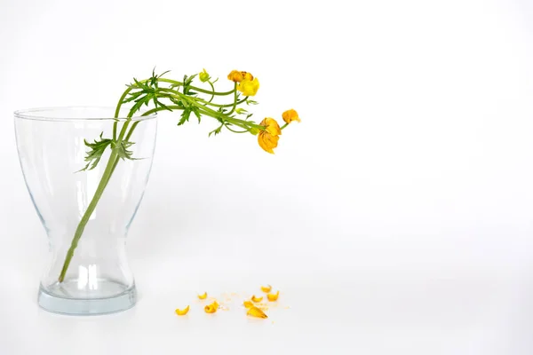 Desvanecendo flores de buttercup amarelas com pétalas caindo em um fundo branco. — Fotografia de Stock