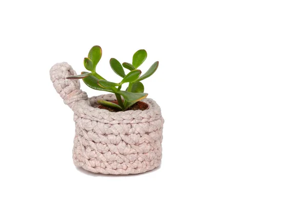 Een kleine groene sappige plant in een roze gebreide pot op een witte achtergrond — Stockfoto