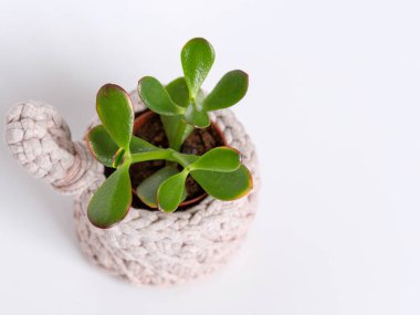 Beyaz arka planda pembe örülü bir tencerede küçük yeşil sulu bir bitki.