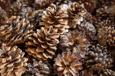 Çam kozalaklarının kahverengi katı arkaplanı. Yeni yıl tatili teması