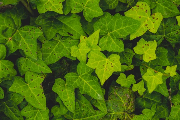 Close-up of ivy leaves