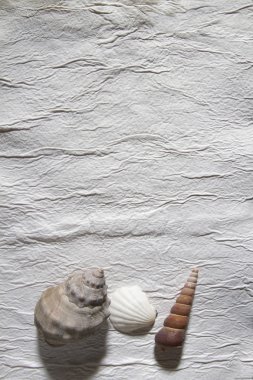 Kağıt ve deniz kabuğu