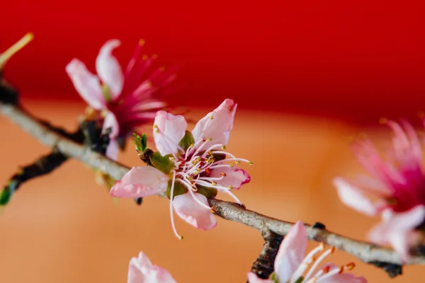 Персиковый цветок Стоковое Изображение