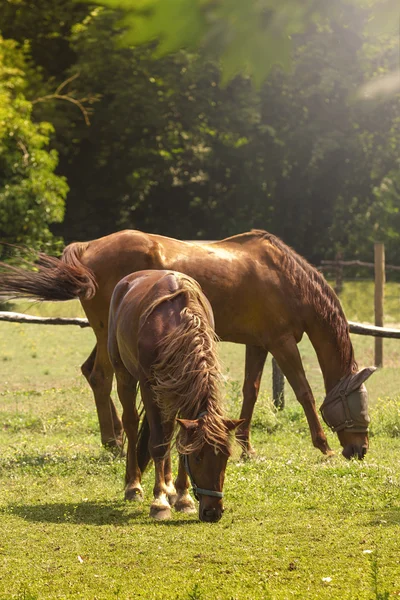 Браун коней їдять траву в галузі на заході сонця — стокове фото